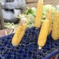 corncobs