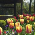 flowers in keukenhof netherlands