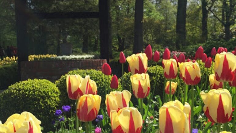 flowers in keukenhof netherlands