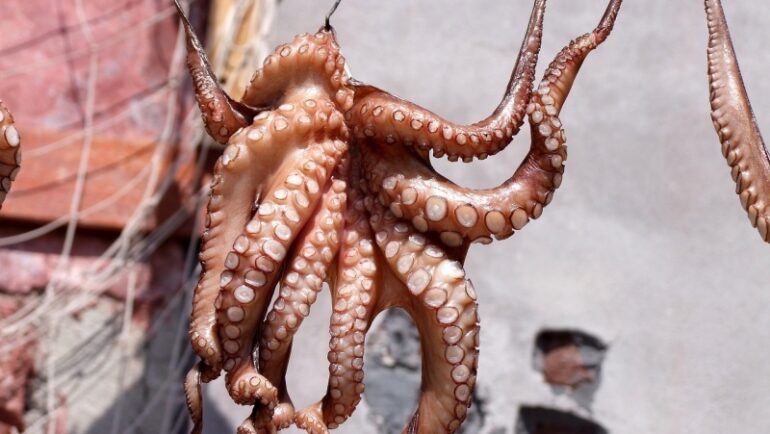 stunning an octopus