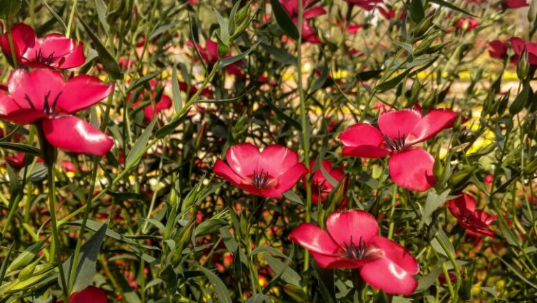 mughal gardens