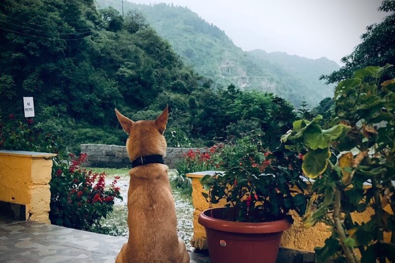 Dog looking at mountains