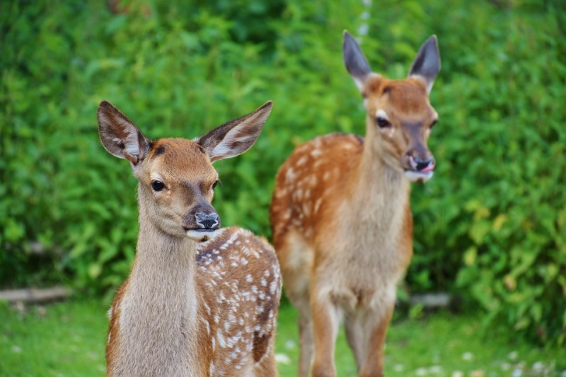 a couple of deer