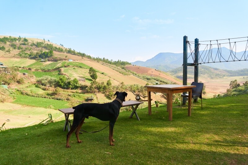 Dog looking at the scenery at a pet friendly resort